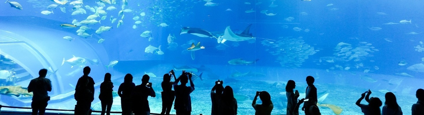 Come illuminare un acquario