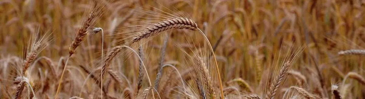 Luci di crescita a led per la coltivazione dei cereali