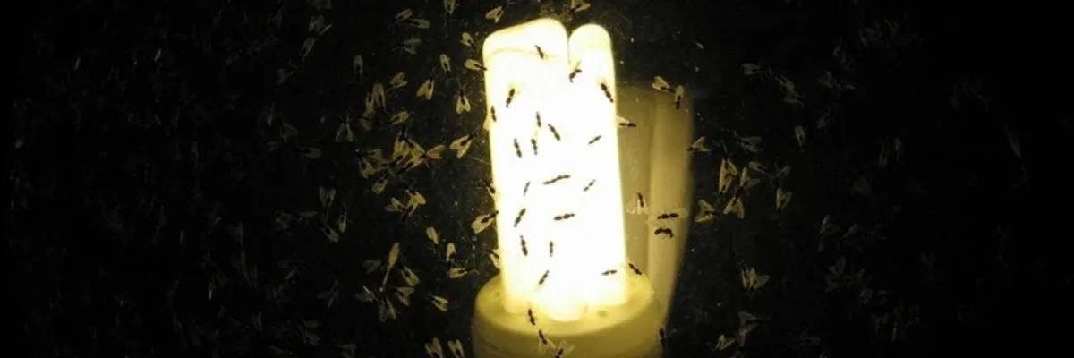 Anti-muggen verlichting