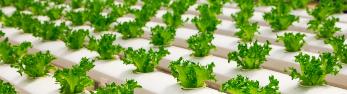 Indoor gardening with LED step by step