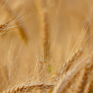 Fotografia rappresentativa di: Materiali naturali
